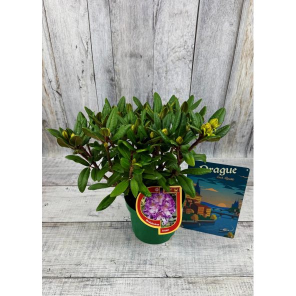 'Střekov' - różanecznik wielkokwiatowy
Rhododendron hybridum 'Střekov'