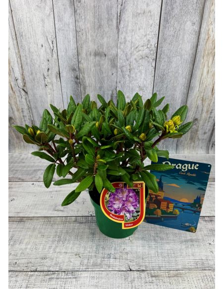 'Střekov' - różanecznik wielkokwiatowy
Rhododendron hybridum 'Střekov'