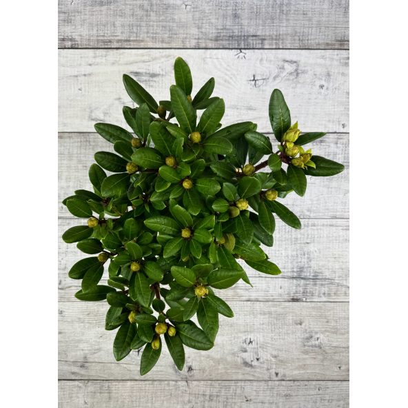 'Střekov' - różanecznik wielkokwiatowy
Rhododendron hybridum 'Střekov'