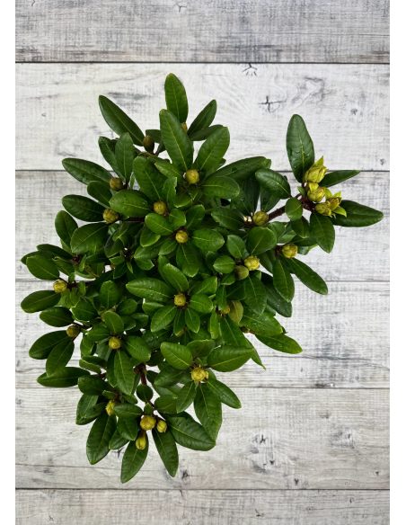 'Střekov' - różanecznik wielkokwiatowy
Rhododendron hybridum 'Střekov'