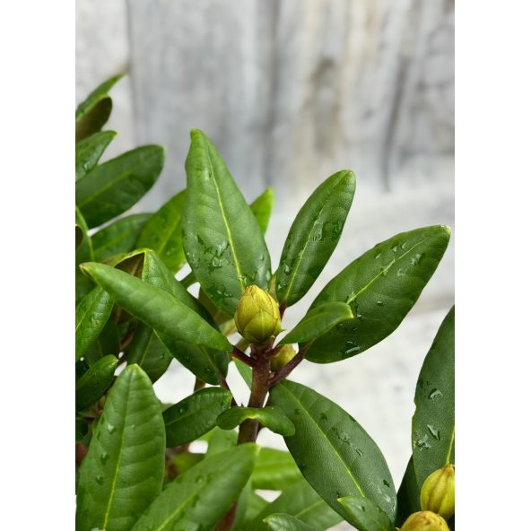 'Střekov' - różanecznik wielkokwiatowy
Rhododendron hybridum 'Střekov'