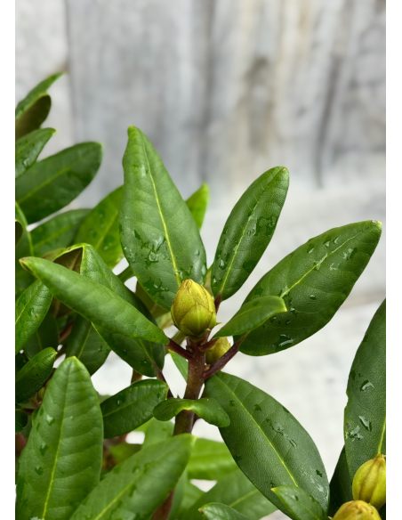 'Střekov' - różanecznik wielkokwiatowy
Rhododendron hybridum 'Střekov'