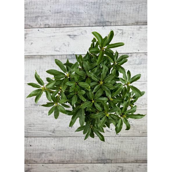 'Studenec' - różanecznik wielkokwiatowy
Rhododendron hybridum 'Studenec'