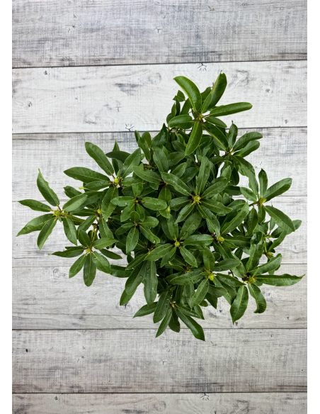 'Studenec' - różanecznik wielkokwiatowy
Rhododendron hybridum 'Studenec'