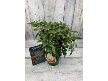 'Studenec' - różanecznik wielkokwiatowy
Rhododendron hybridum 'Studenec' 2