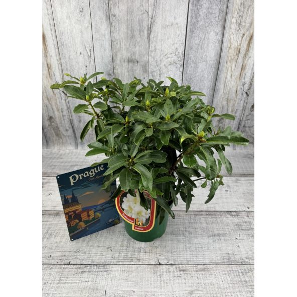 'Studenec' - różanecznik wielkokwiatowy
Rhododendron hybridum 'Studenec'