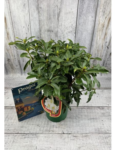 'Studenec' - różanecznik wielkokwiatowy
Rhododendron hybridum 'Studenec'