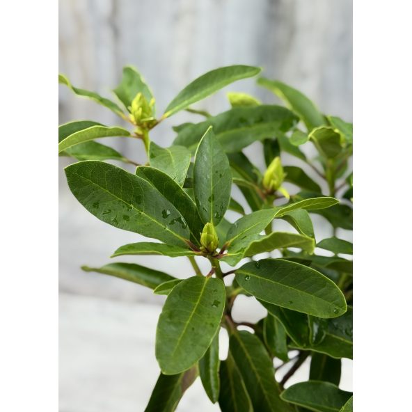 'Studenec' - różanecznik wielkokwiatowy
Rhododendron hybridum 'Studenec'