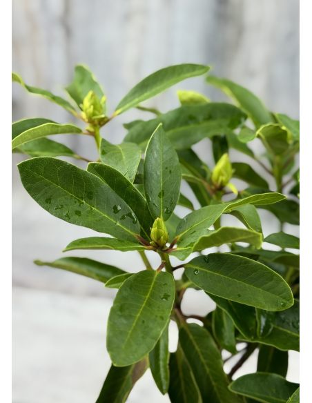 'Studenec' - różanecznik wielkokwiatowy
Rhododendron hybridum 'Studenec'