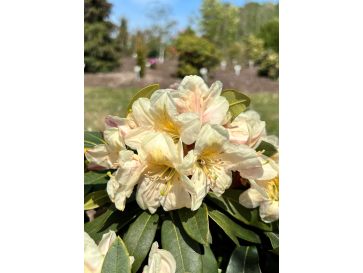 'Zebín' - różanecznik wielkokwiatowy
Rhododendron hybridum 'Zebín'