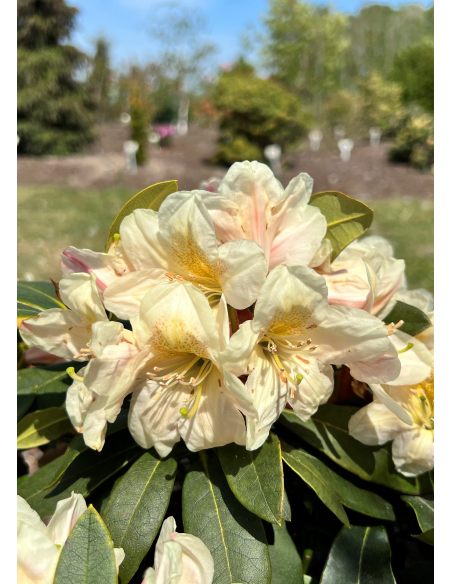 'Zebín' - różanecznik wielkokwiatowy
Rhododendron hybridum 'Zebín'