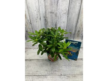 'Zebín' - różanecznik wielkokwiatowy
Rhododendron hybridum 'Zebín' 2