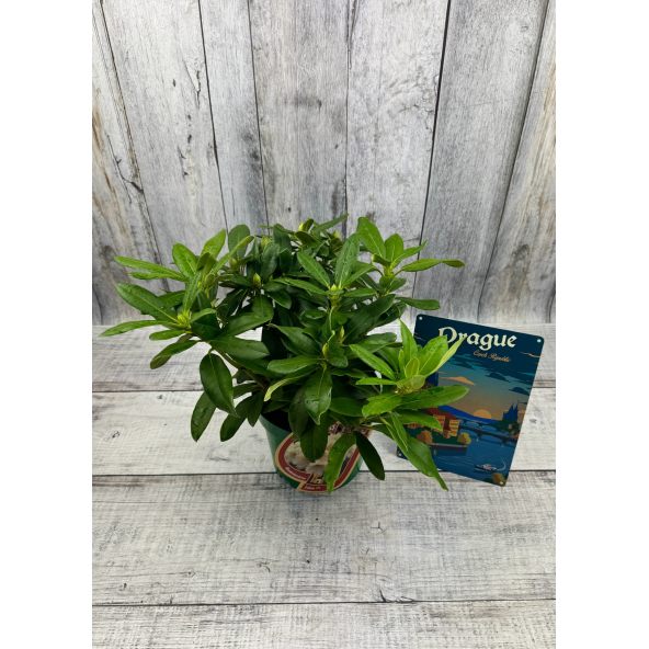 'Zebín' - różanecznik wielkokwiatowy
Rhododendron hybridum 'Zebín'