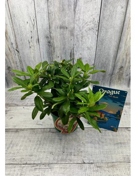 'Zebín' - różanecznik wielkokwiatowy
Rhododendron hybridum 'Zebín'