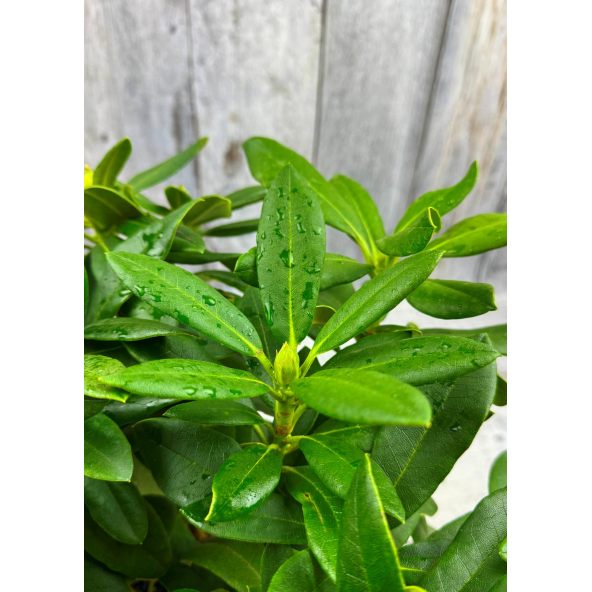 'Zebín' - różanecznik wielkokwiatowy
Rhododendron hybridum 'Zebín'