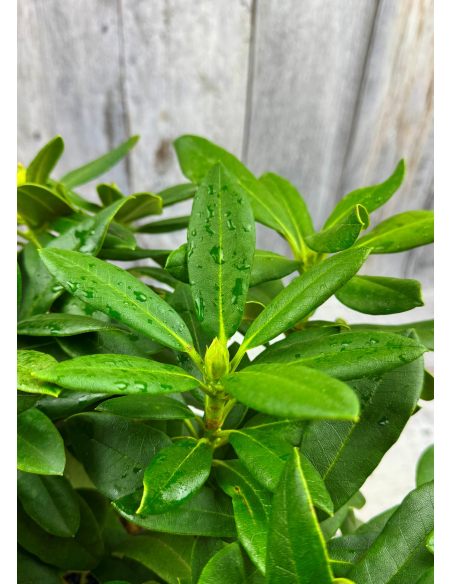 'Zebín' - różanecznik wielkokwiatowy
Rhododendron hybridum 'Zebín'
