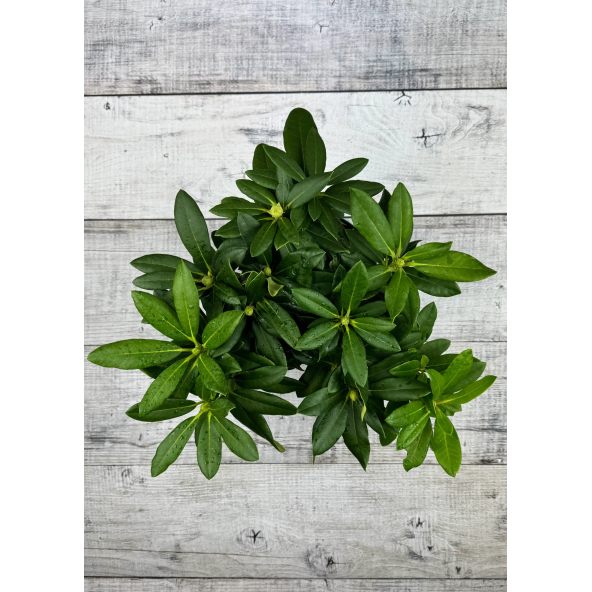 'Zebín' - różanecznik wielkokwiatowy
Rhododendron hybridum 'Zebín'