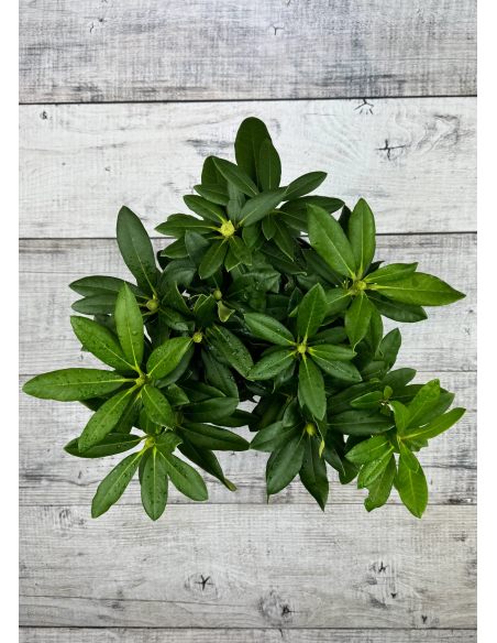 'Zebín' - różanecznik wielkokwiatowy
Rhododendron hybridum 'Zebín'