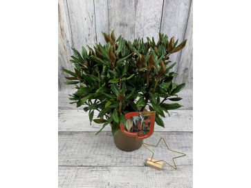 'Aesthetica' - różanecznik smirnowii x bureavii
Rhododendron smirnowii x bureavii 'Aesthetica' 2