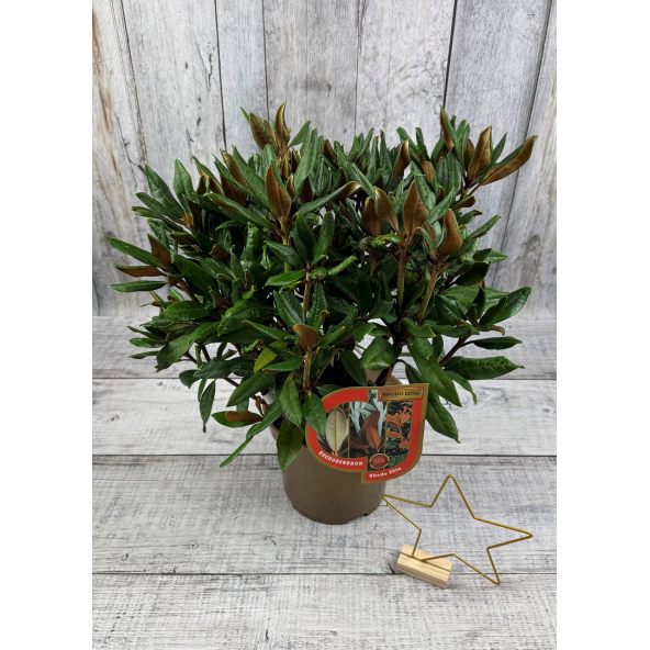 'Aesthetica' - różanecznik smirnowii x bureavii
Rhododendron smirnowii x bureavii 'Aesthetica'