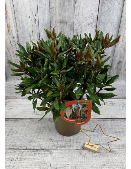 'Aesthetica' - różanecznik smirnowii x bureavii
Rhododendron smirnowii x bureavii 'Aesthetica'