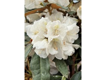 'Aesthetica' - różanecznik smirnowii x bureavii
Rhododendron smirnowii x bureavii 'Aesthetica'