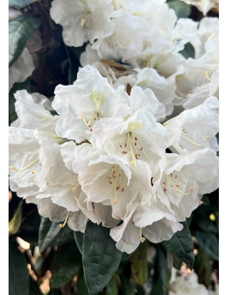 'Aesthetica' - różanecznik smirnowii x bureavii
Rhododendron smirnowii x bureavii 'Aesthetica'