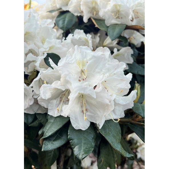 'Aesthetica' - różanecznik smirnowii x bureavii
Rhododendron smirnowii x bureavii 'Aesthetica'