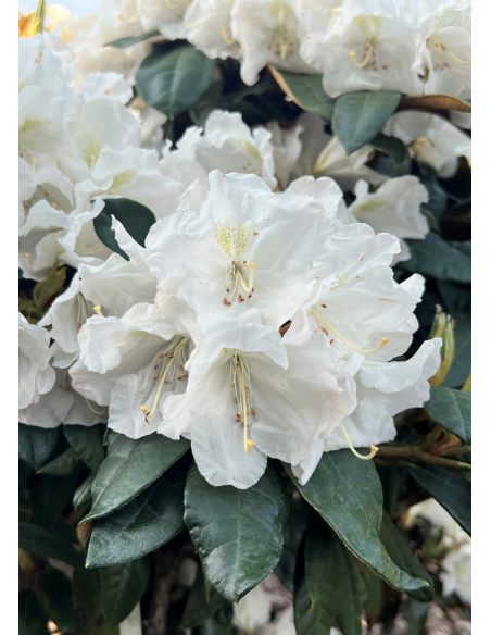 'Aesthetica' - różanecznik smirnowii x bureavii
Rhododendron smirnowii x bureavii 'Aesthetica'