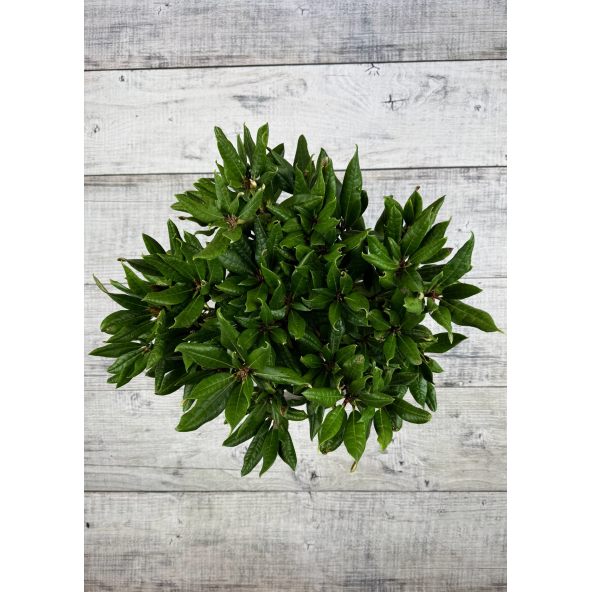 'Aesthetica' - różanecznik smirnowii x bureavii
Rhododendron smirnowii x bureavii 'Aesthetica'