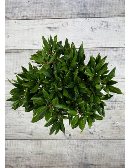 'Aesthetica' - różanecznik smirnowii x bureavii
Rhododendron smirnowii x bureavii 'Aesthetica'