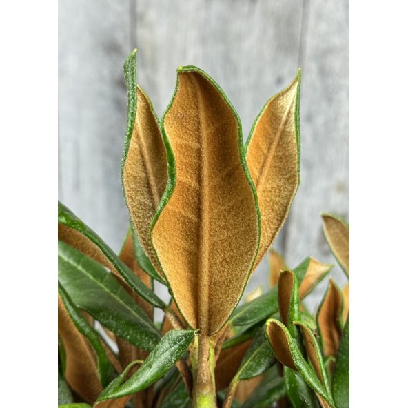 'Aesthetica' - różanecznik smirnowii x bureavii
Rhododendron smirnowii x bureavii 'Aesthetica'