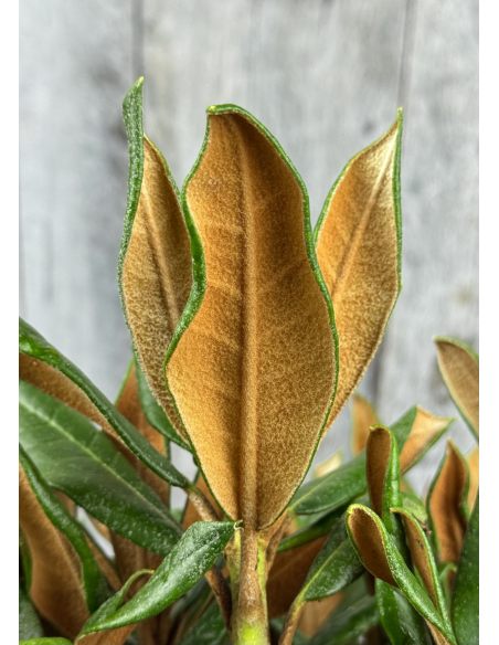 'Aesthetica' - różanecznik smirnowii x bureavii
Rhododendron smirnowii x bureavii 'Aesthetica'