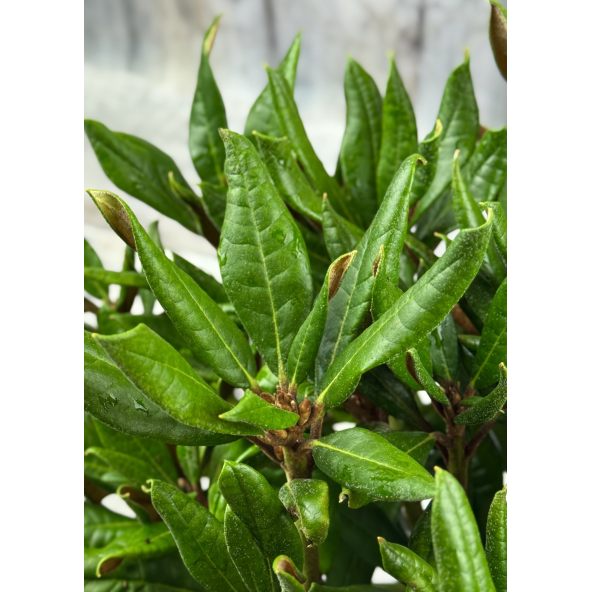 'Aesthetica' - różanecznik smirnowii x bureavii
Rhododendron smirnowii x bureavii 'Aesthetica'