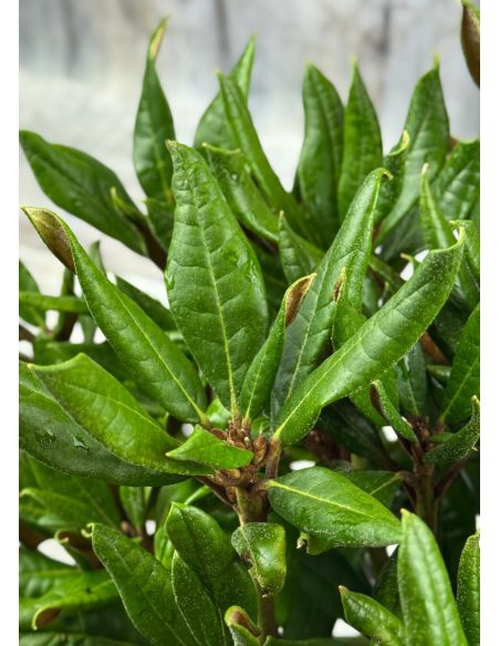 'Aesthetica' - różanecznik smirnowii x bureavii
Rhododendron smirnowii x bureavii 'Aesthetica'