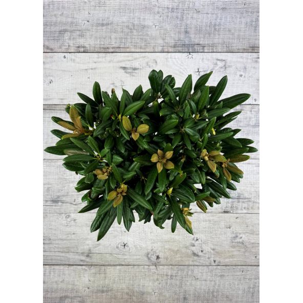 'King's Ride' - różanecznik jakuszimański
Rhododendron yakushimanum 'King's Ride'