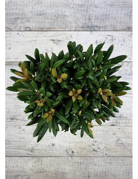 'King's Ride' - różanecznik jakuszimański
Rhododendron yakushimanum 'King's Ride'