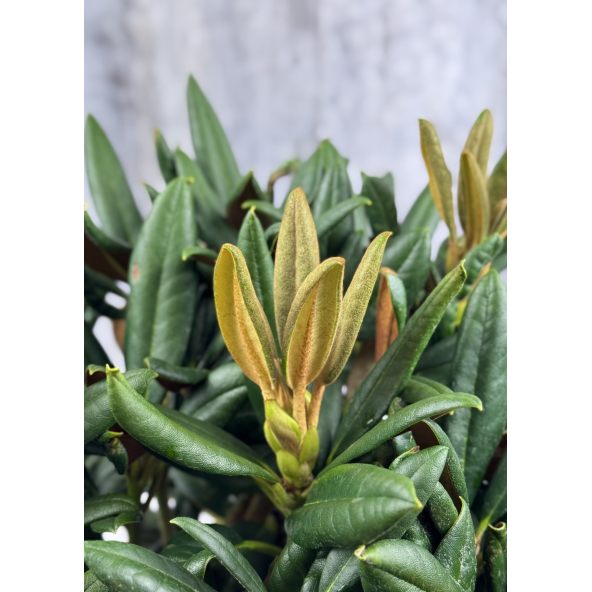 'King's Ride' - różanecznik jakuszimański
Rhododendron yakushimanum 'King's Ride'