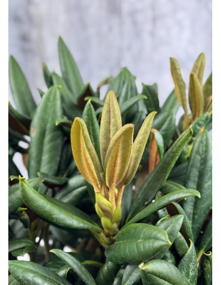 'King's Ride' - różanecznik jakuszimański
Rhododendron yakushimanum 'King's Ride'