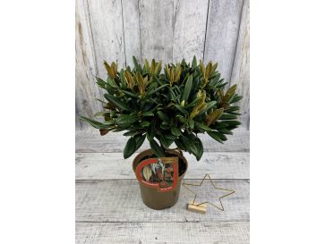 'King's Ride' - różanecznik jakuszimański
Rhododendron yakushimanum 'King's Ride' 2