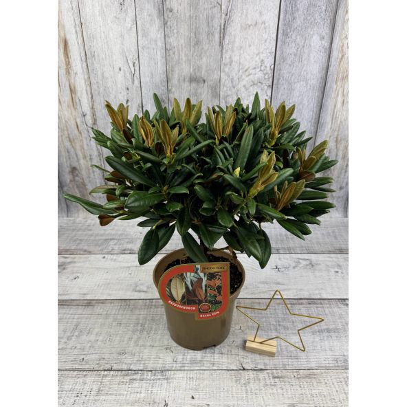 'King's Ride' - różanecznik jakuszimański
Rhododendron yakushimanum 'King's Ride'