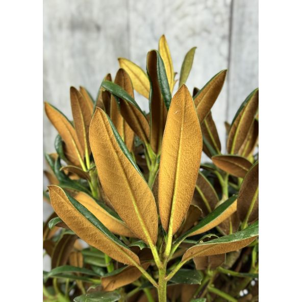 'King's Ride' - różanecznik jakuszimański
Rhododendron yakushimanum 'King's Ride'