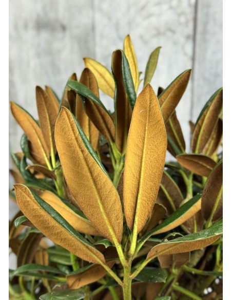 'King's Ride' - różanecznik jakuszimański
Rhododendron yakushimanum 'King's Ride'