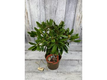 'Maifreude' - różanecznik jakuszimański
Rhododendron yakushimanum 'Maifreude' 2