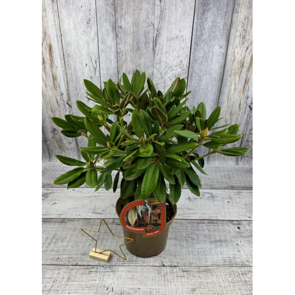 'Maifreude' - różanecznik jakuszimański
Rhododendron yakushimanum 'Maifreude'