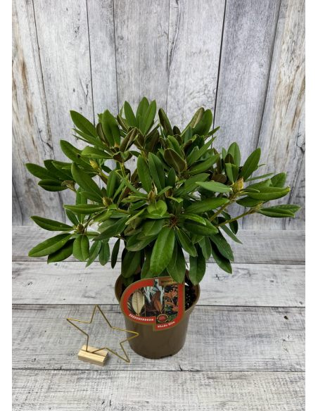 'Maifreude' - różanecznik jakuszimański
Rhododendron yakushimanum 'Maifreude'