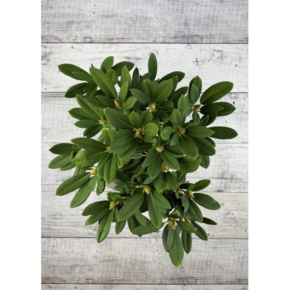 'Maifreude' - różanecznik jakuszimański
Rhododendron yakushimanum 'Maifreude'