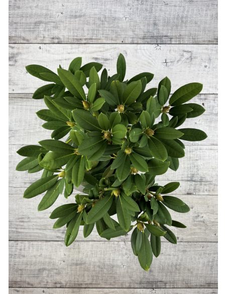 'Maifreude' - różanecznik jakuszimański
Rhododendron yakushimanum 'Maifreude'