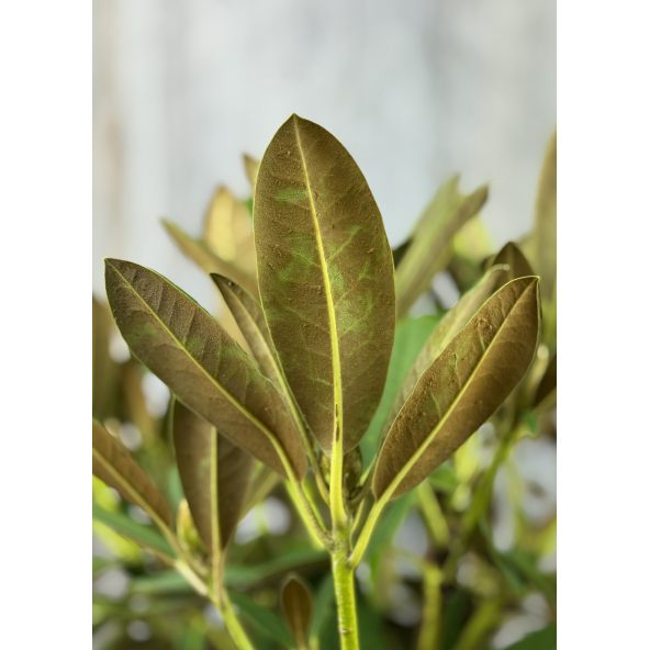'Maifreude' - różanecznik jakuszimański
Rhododendron yakushimanum 'Maifreude'