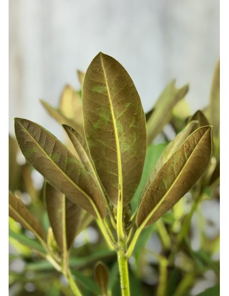 'Maifreude' - różanecznik jakuszimański
Rhododendron yakushimanum 'Maifreude'